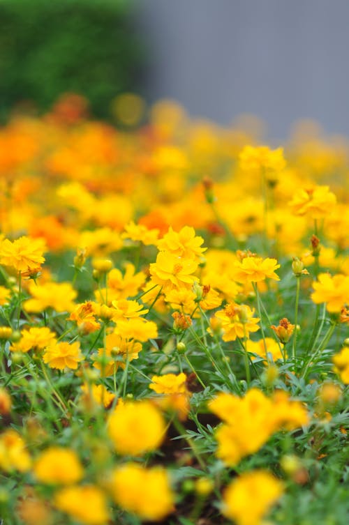 Free stock photo of flower bed, yellow flowers