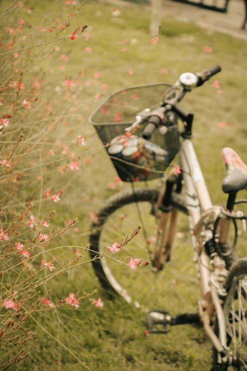 bisiklet, boş zaman, çim içeren Ücretsiz stok fotoğraf