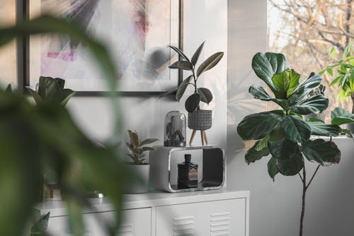 Green Plants Inside the House