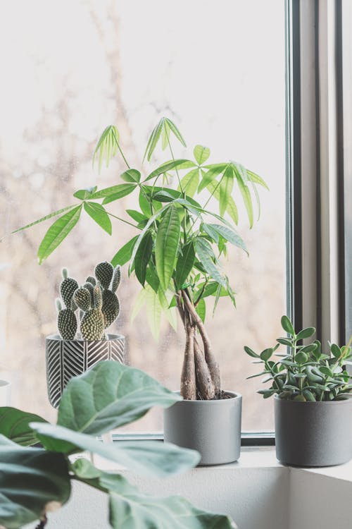 Free Potted House Plants Stock Photo