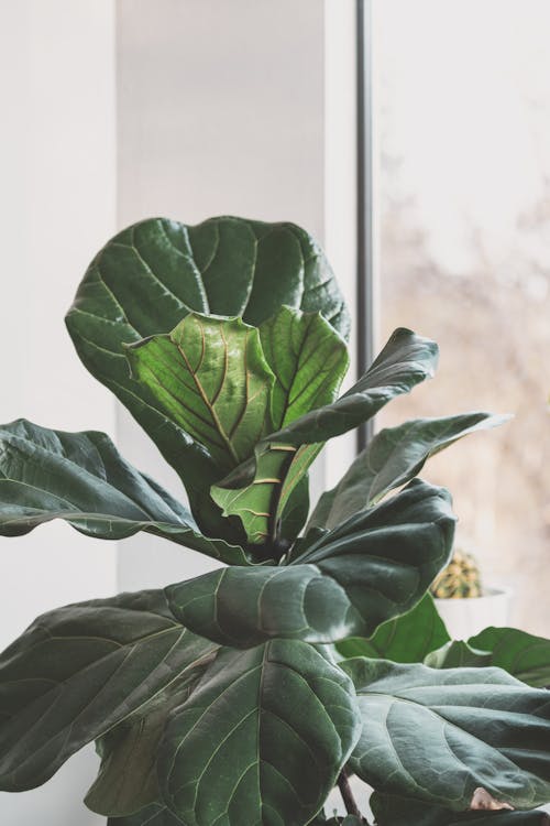 Leaves of a Potted Plant by a Window