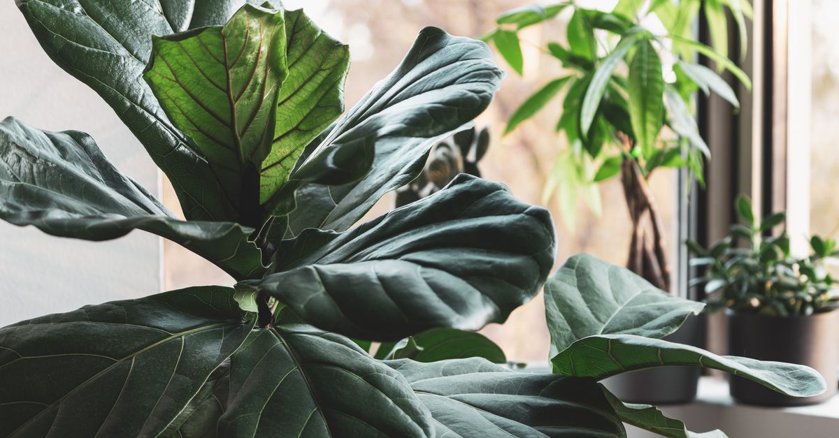 Ambiente interno iluminado com uma figueira-lira ao lado de uma janela ensolarada e outras plantas de interior.