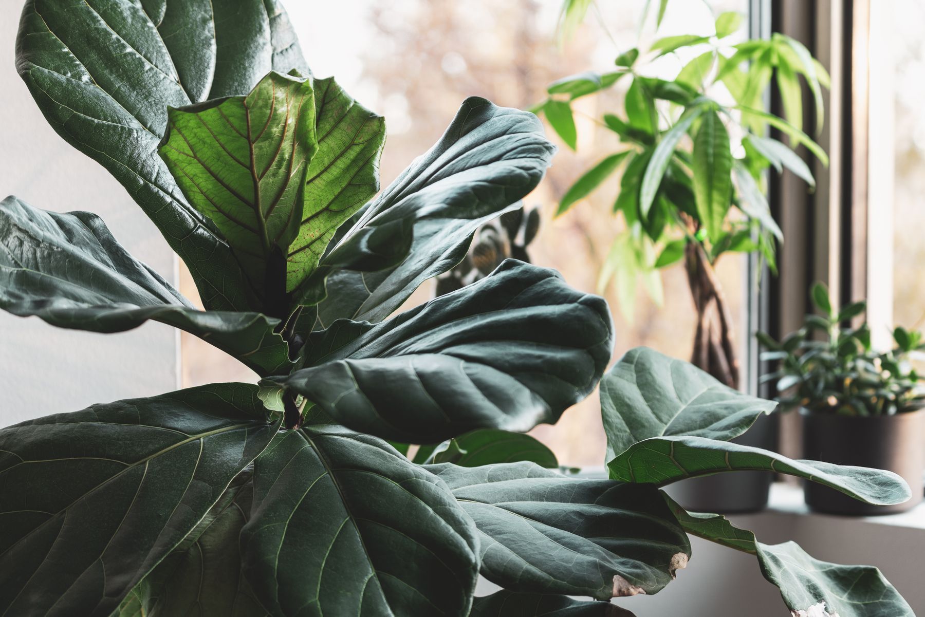 Fiddle Leaf Fig (Large)