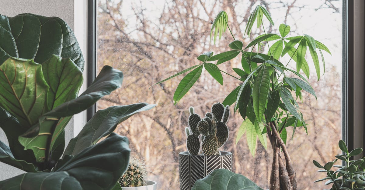 Plantas de interior que purifican el aire