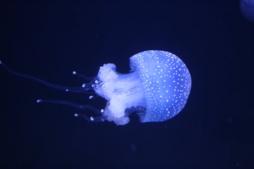 Blue Jellyfish Underwater