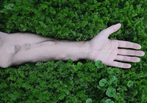 Kostenloses Stock Foto zu gras, grün, hand