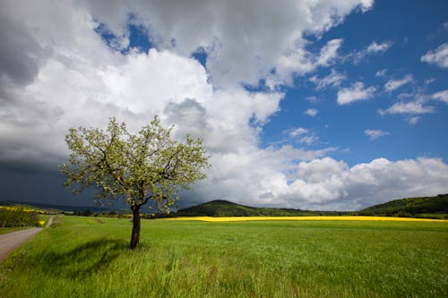 A Green Grass Field Under the Blue Sky and White Clouds