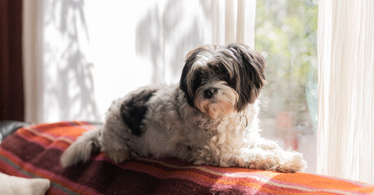 Preparing Your Pet for Bonfire Night
