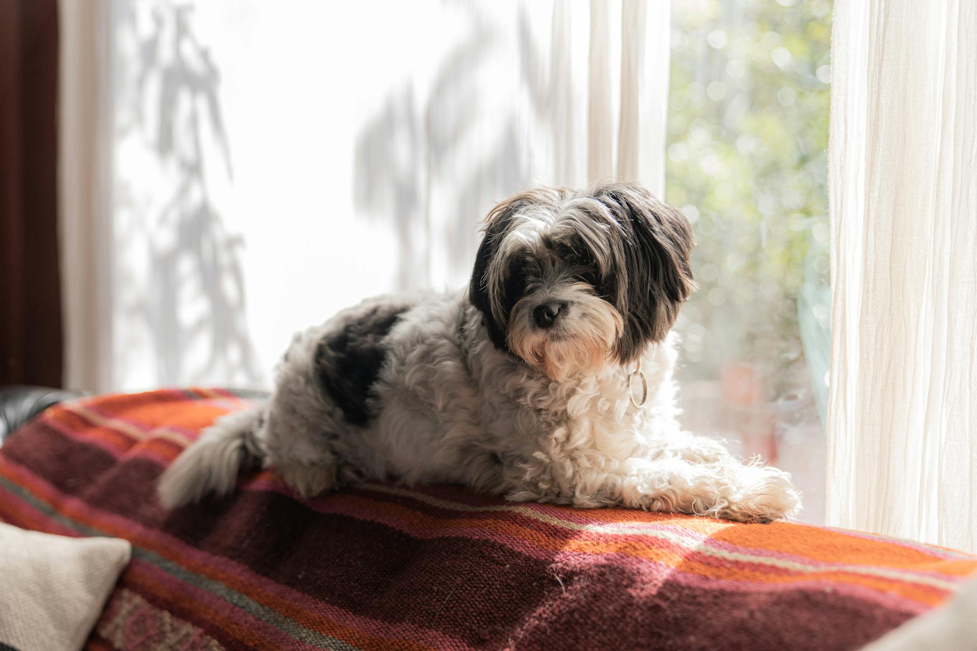 Shih Tzu-hond bij het glazen raam