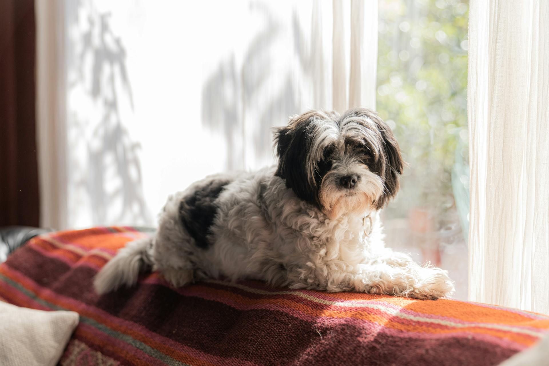 Shih Tzu-hunden ligger på soffan nära fönstret