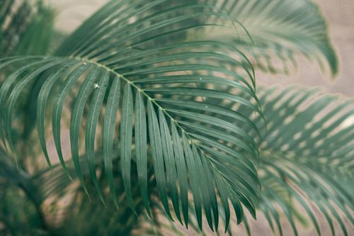 Free Detailed close-up of lush green palm leaves, perfect for nature and botanical themes. Stock Photo