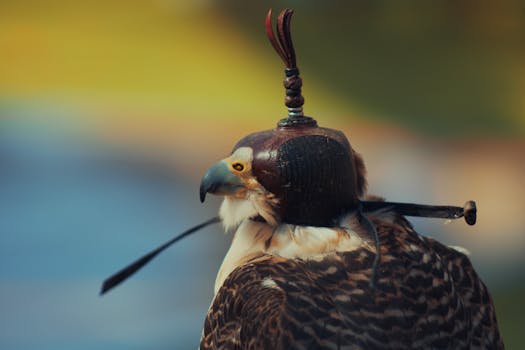 A detailed close-up shot of a hooded peregrine falcon perched with a blurred colorful background.