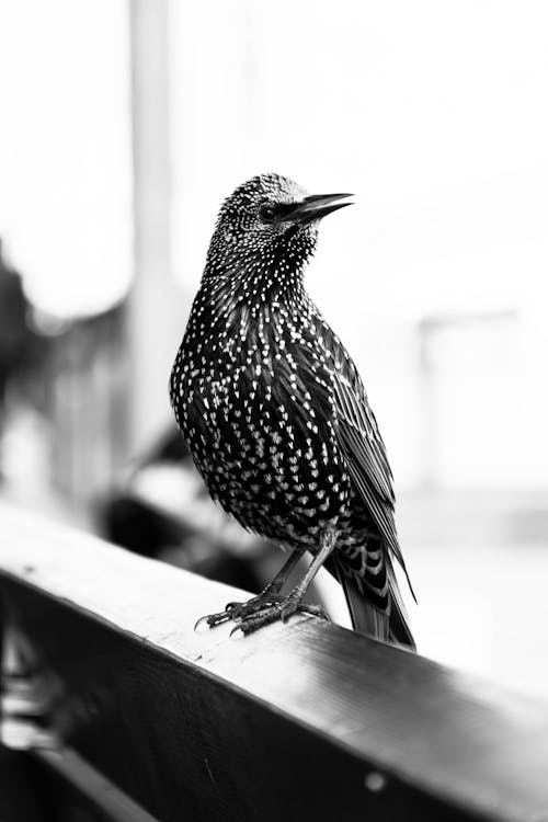 Základová fotografie zdarma na téma denní světlo, detail, divočina