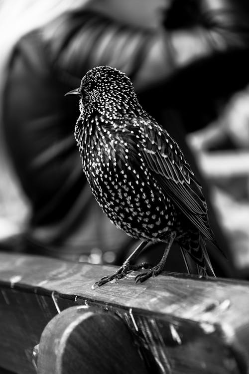 Grayscale Photo of Short Beaked Bird on Wooden Chair