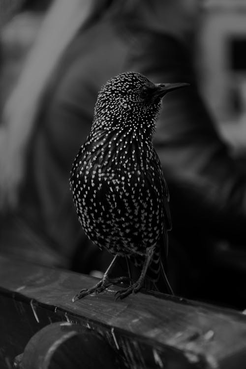 Fotografía De Enfoque Selectivo De Pájaro Con Plumas Negras