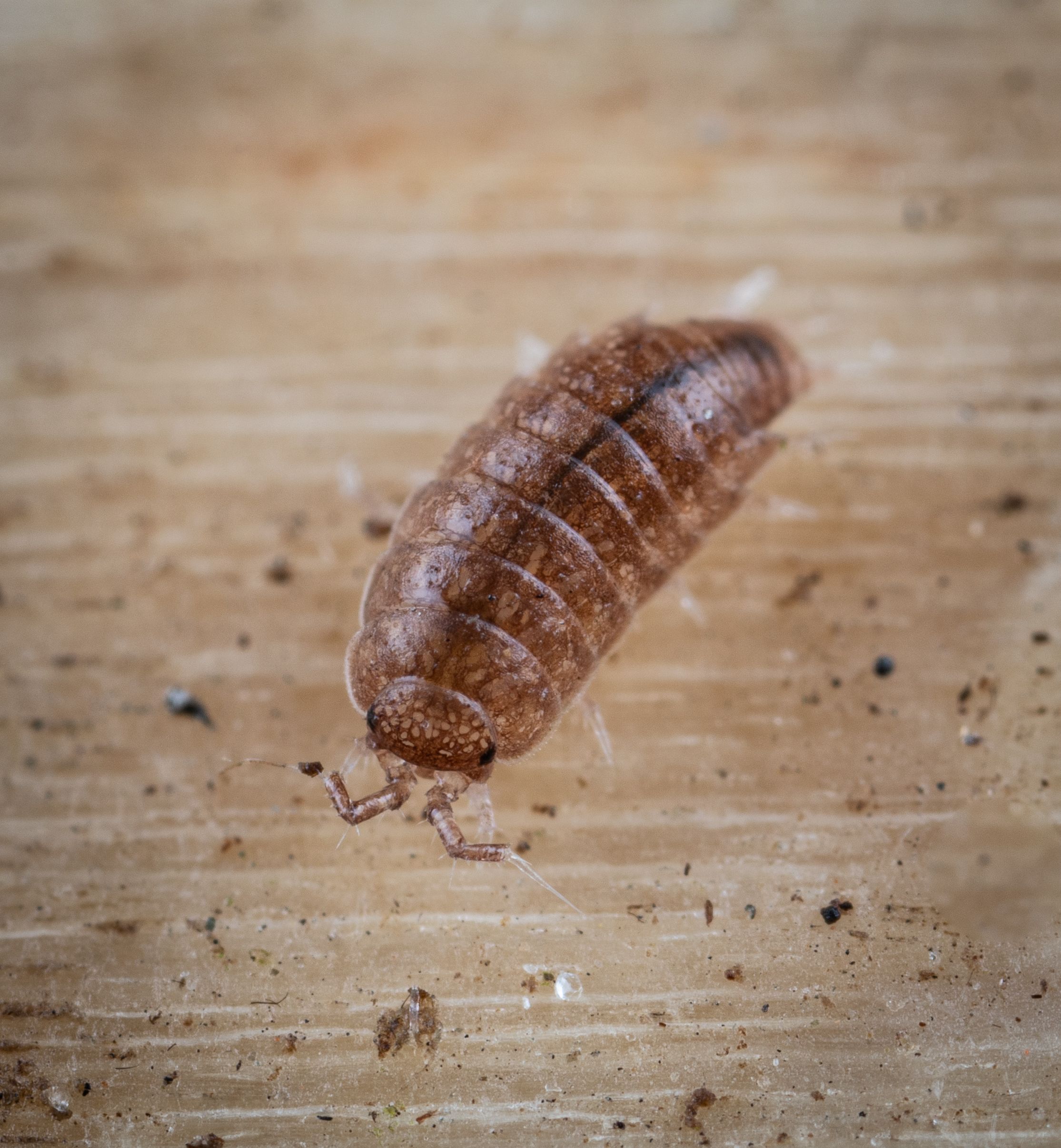 Woodlouse Photos, Download The BEST Free Woodlouse Stock Photos & HD Images