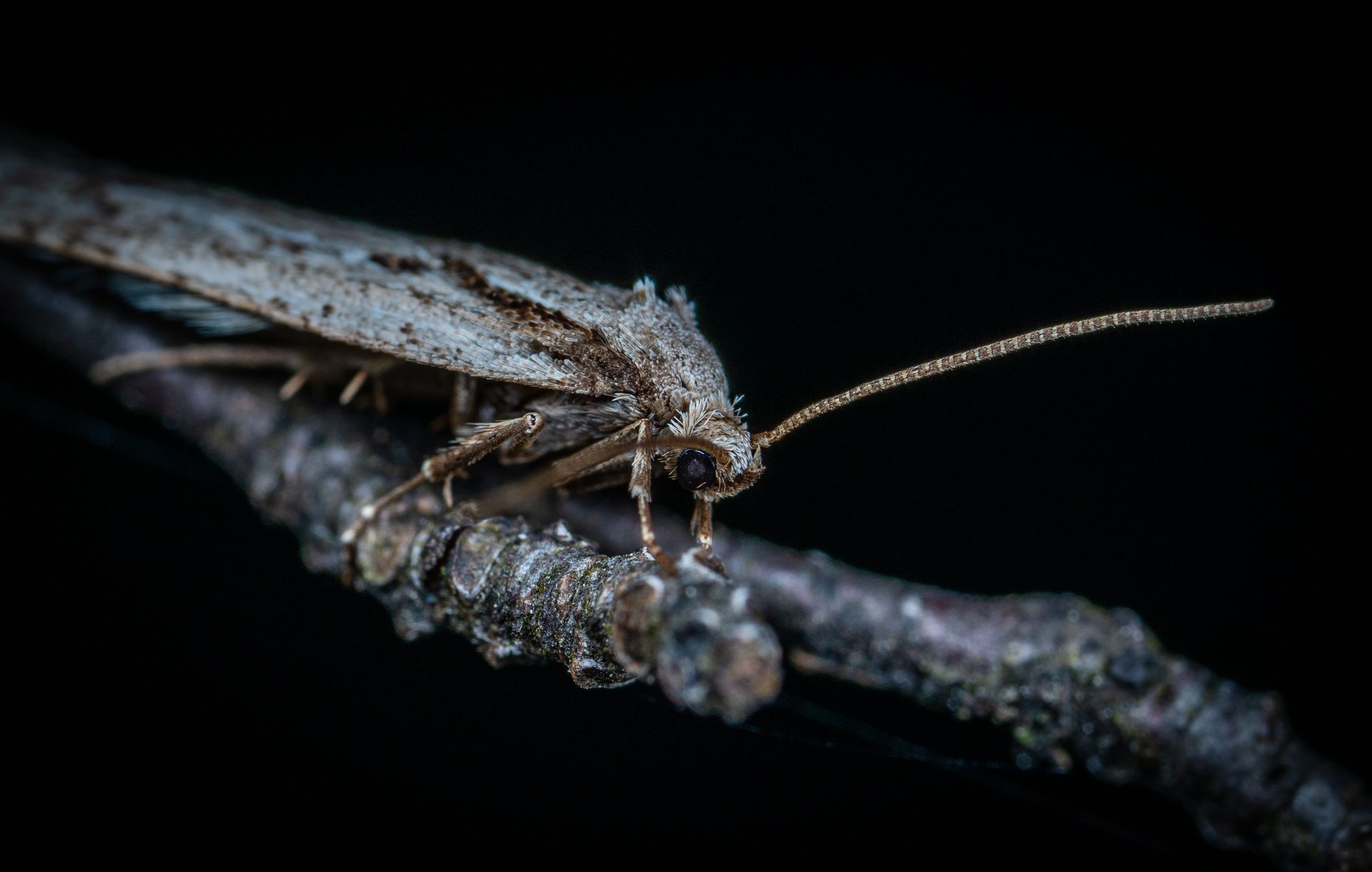 Macro shot of a moth perched on a branch against a black background in detailed focus.