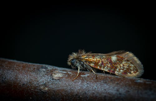 Free Macro Shot of a Moth Stock Photo