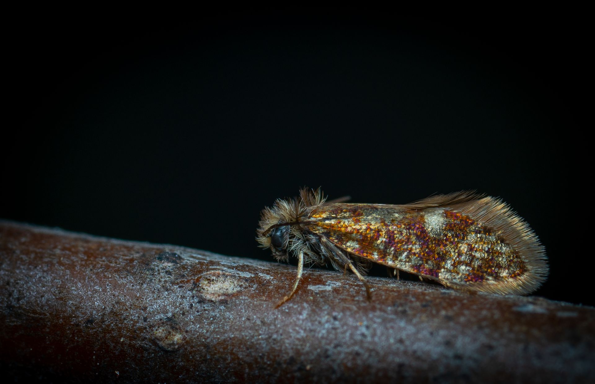 Close-up macro photograph of a colorful and hairy moth resting on a branch in a dark setting.
