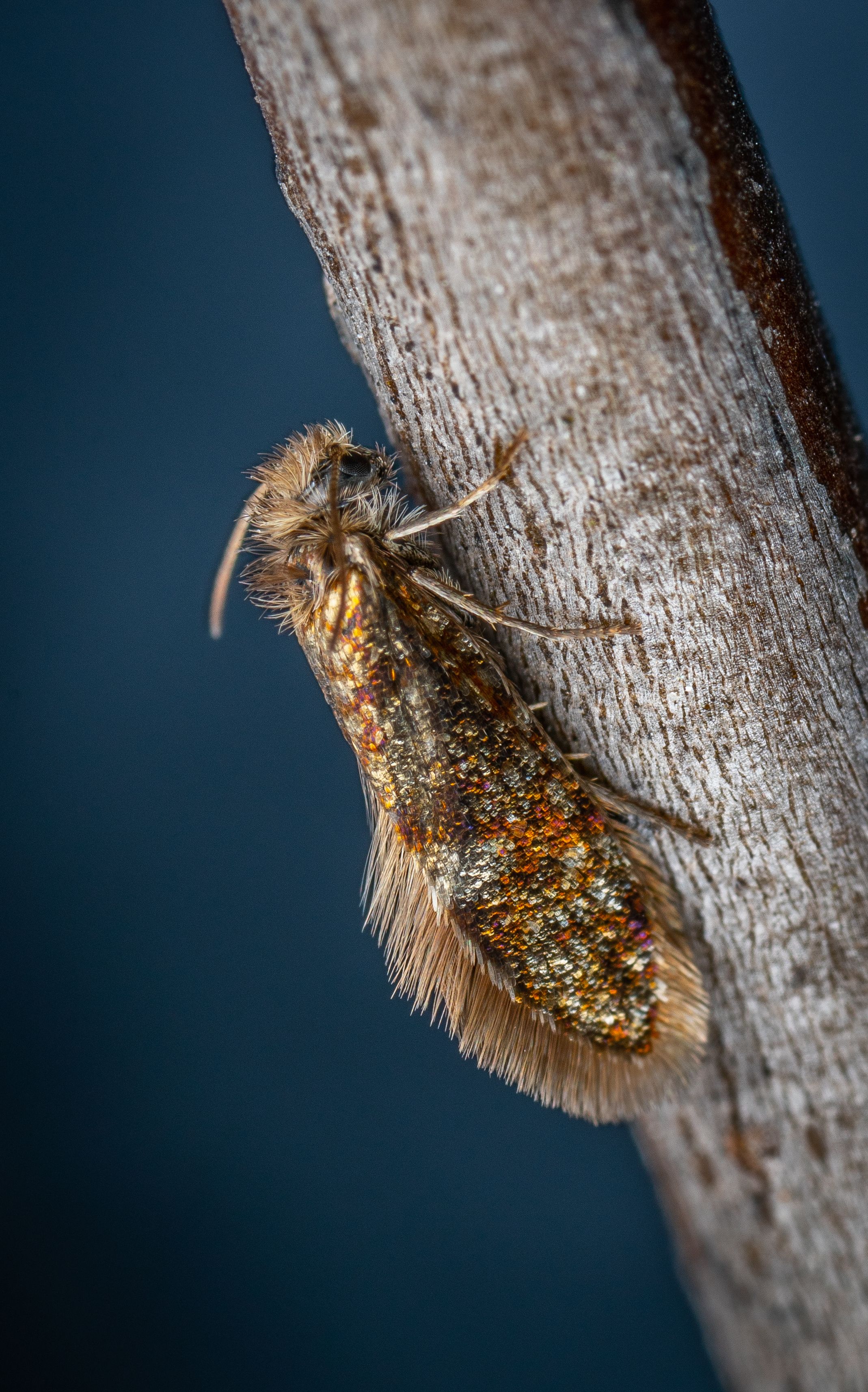 Macro shot of a gold-colored Eriocrania moth resting on a tree branch, with a blue background.