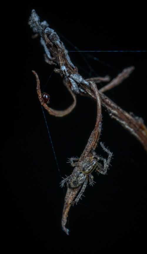 Free Detailed close-up of a spider with hairy legs on a web at night. Stock Photo
