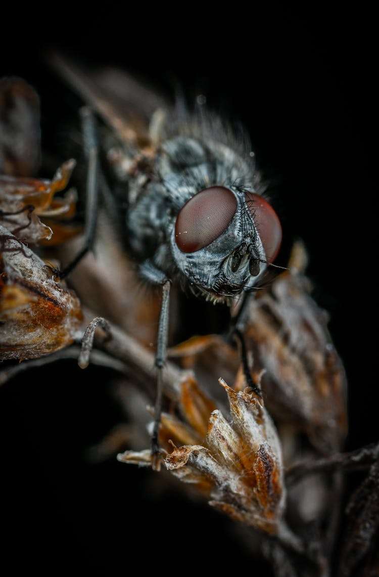 Housefly On A Dried Flower