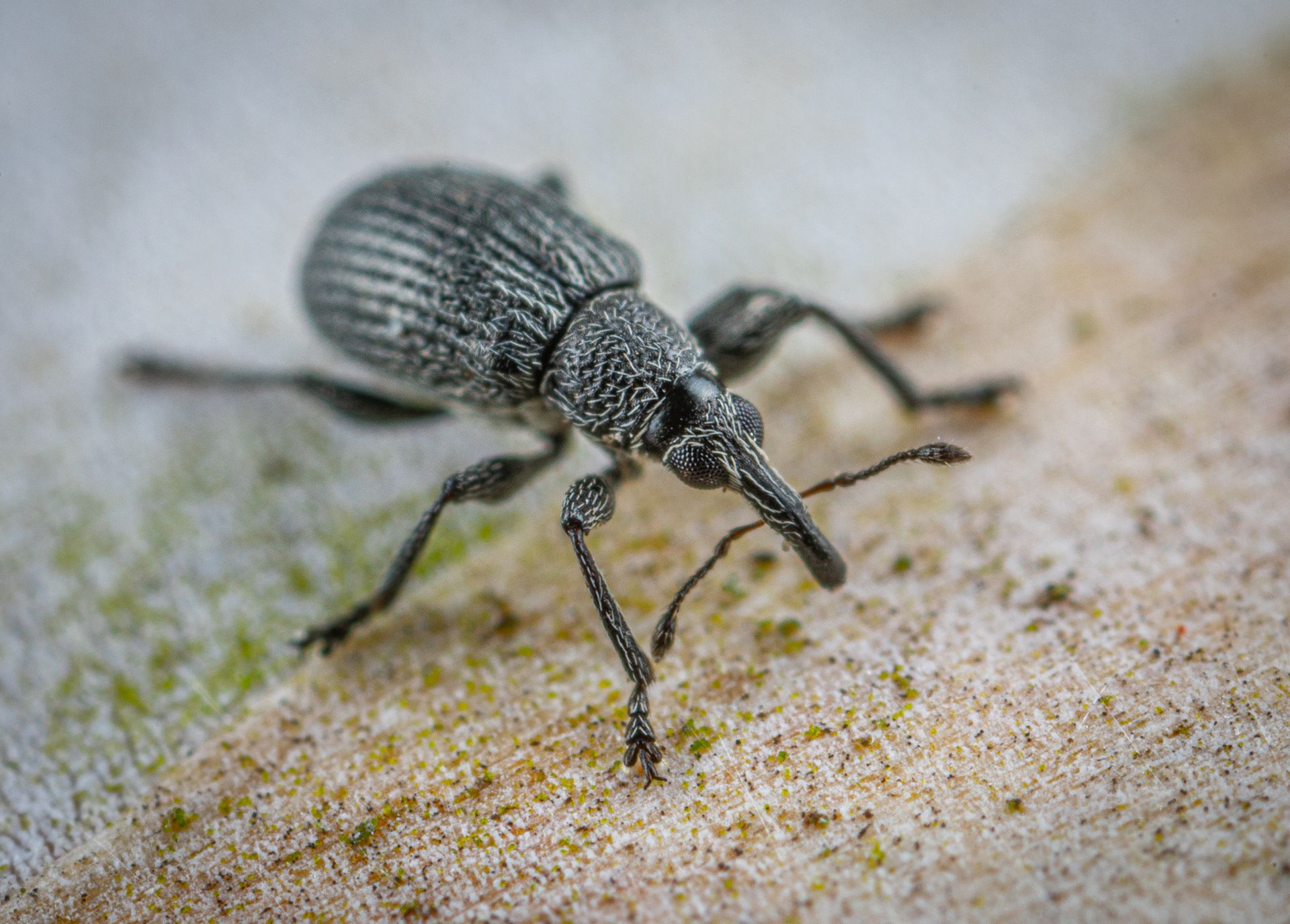 Macro Shot of Anthonomus Rubi