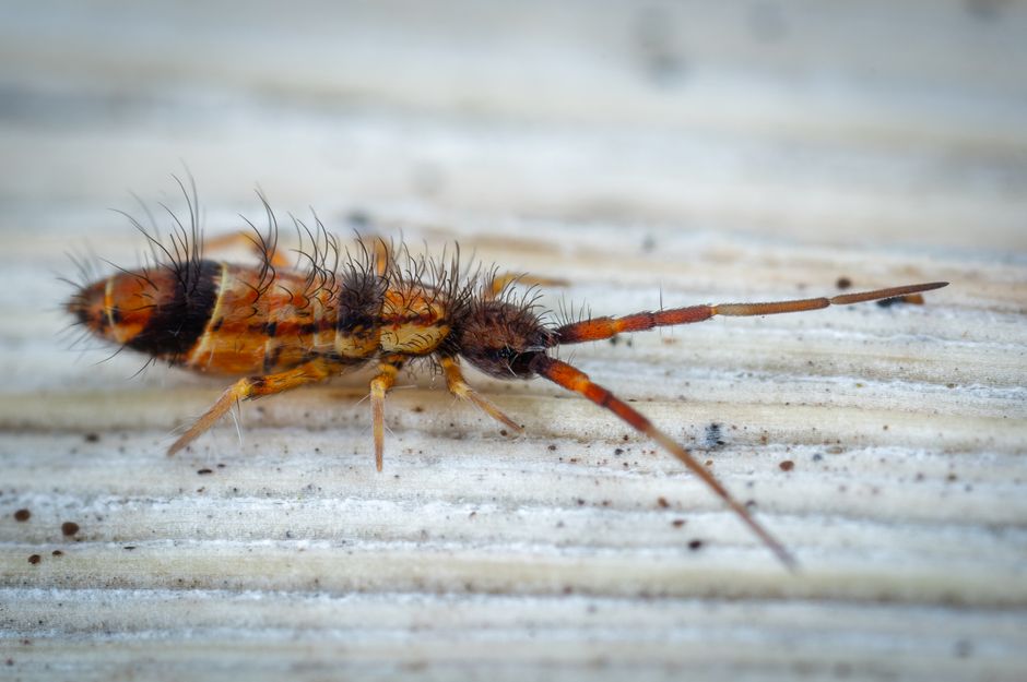 Springtail under magnification showing segmented body and legs - how to get rid of springtails in plants Springtail under magnification showing segmented body and legs - how to get rid of springtails in plants