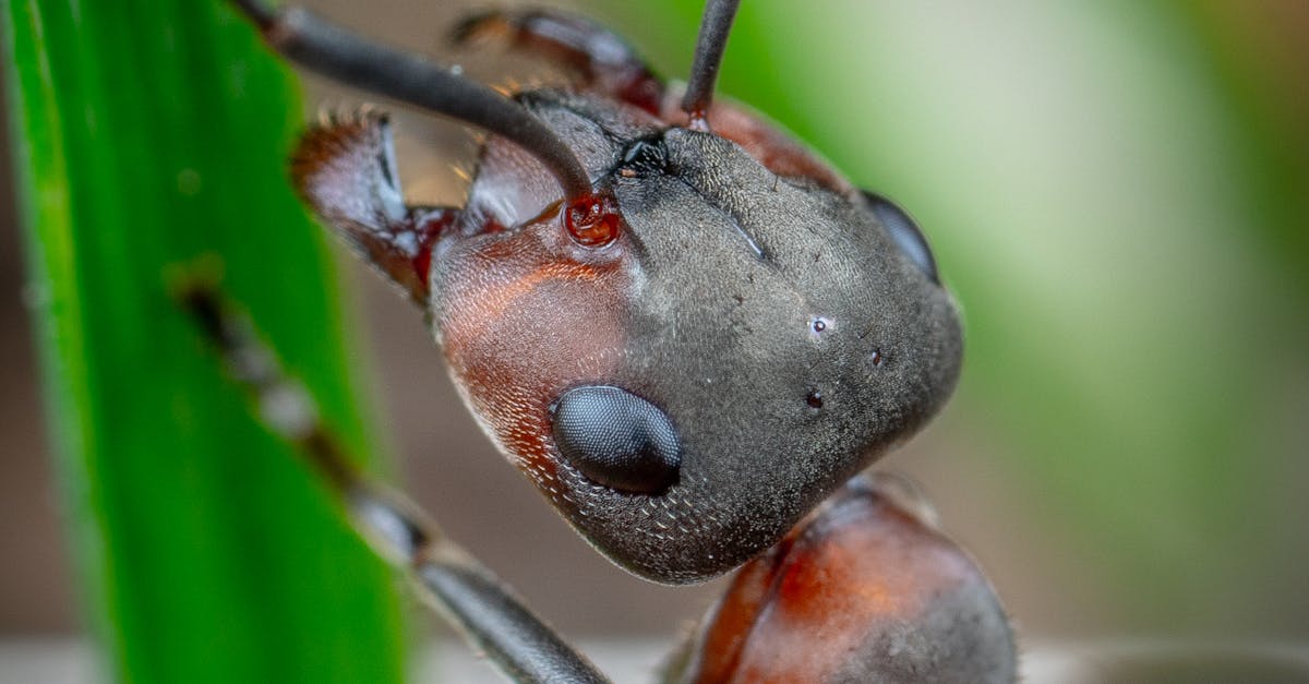 Photo by Egor Kamelev An extreme macro shot capturing the details of a fire ant climbing on green leaves.