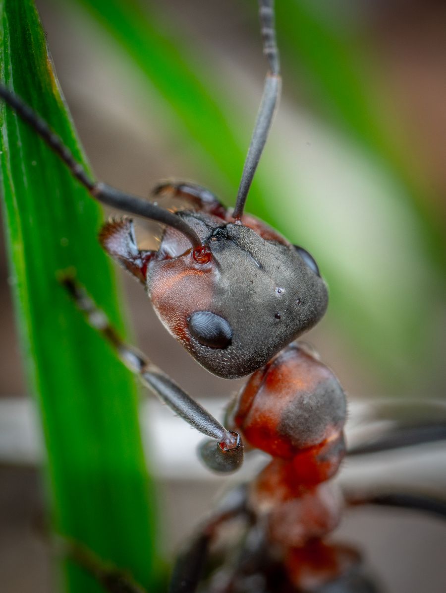 Macro photograph of an ant, extreme close-up