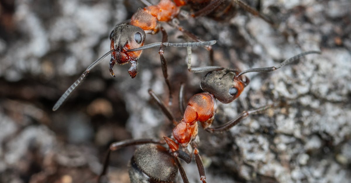 Fastest way to kill fire ants