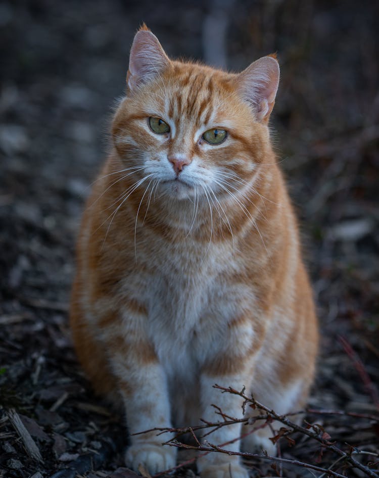 Orange Tabby Cat On Ground
