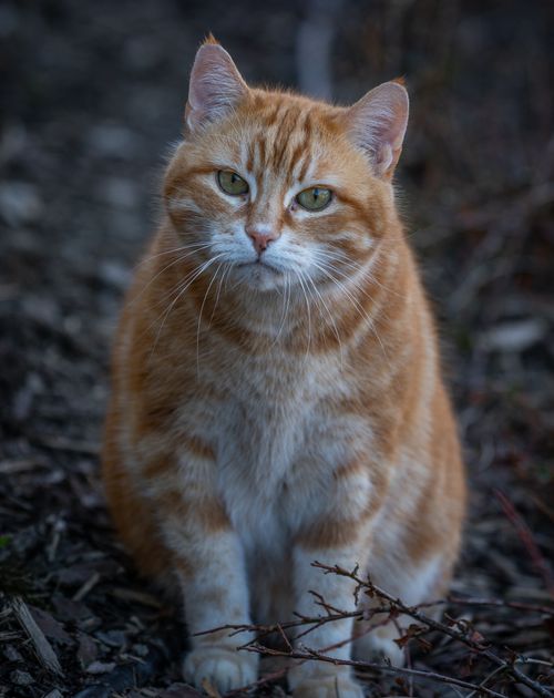 Free Close-up of an adorable orange tabby cat sitting outdoors with a curious gaze. Stock Photo