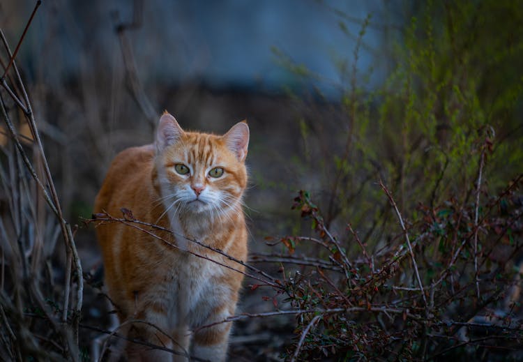 Orange Tabby Cat Walking On The Ground