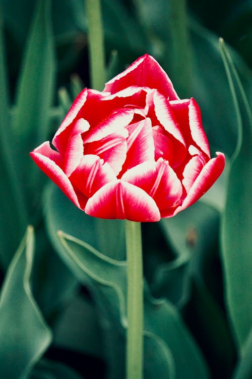 Бесплатное стоковое фото с вертикальный выстрел, красный цветок, крупный план