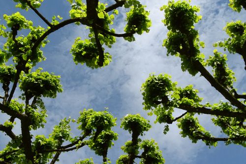 Free stock photo of blue, blue sky, foliage Stock Photo
