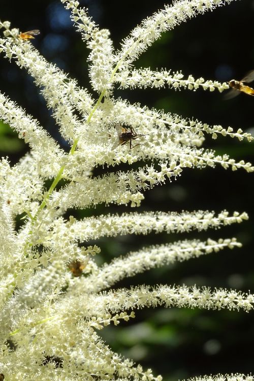 Free stock photo of blooming flowers, flower, flowering plant Stock Photo