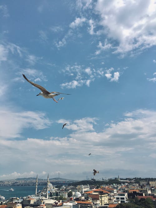 Kostenloses Stock Foto zu fliegen, möwen, stadt