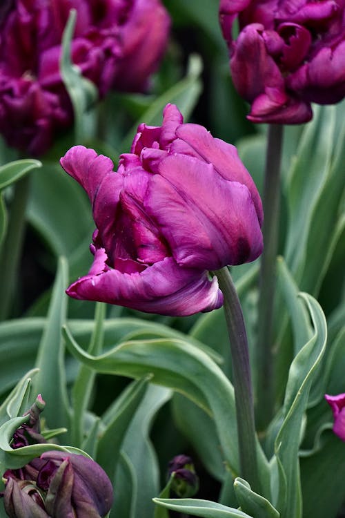 Gratis lagerfoto af blomster, blomsterfotografering, flora