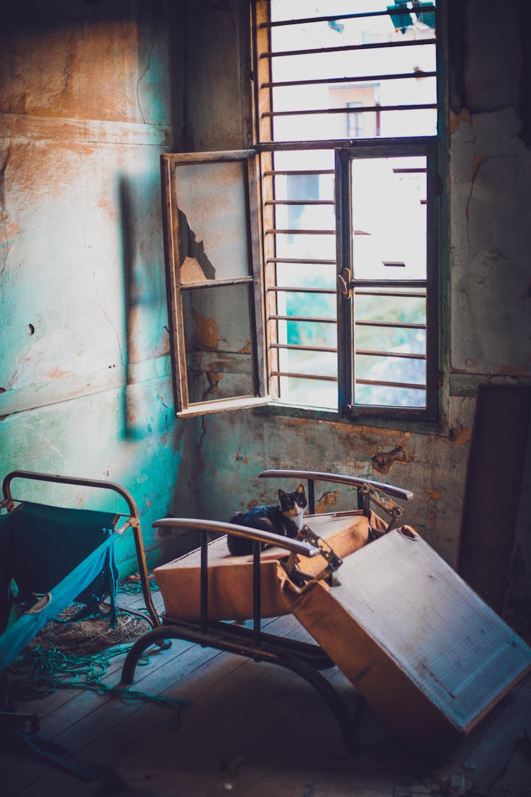 Old Abandoned Room With Cat