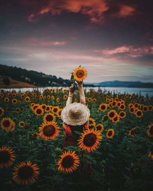 A Person Brown Hat in the Middle of the Sunflower Field