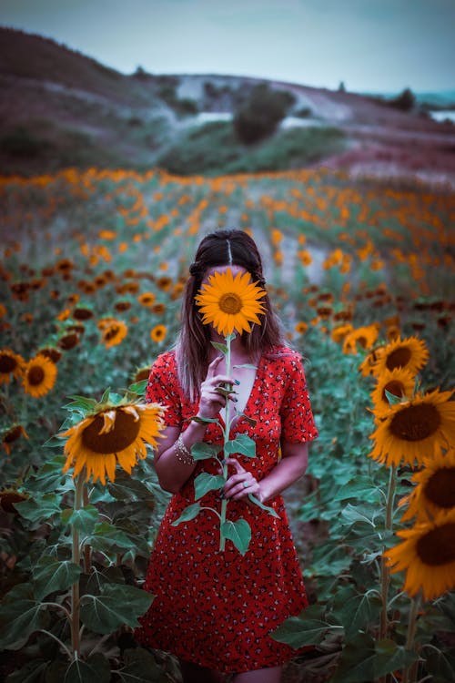 Free A Sunflower Covering the Person's Face  Stock Photo