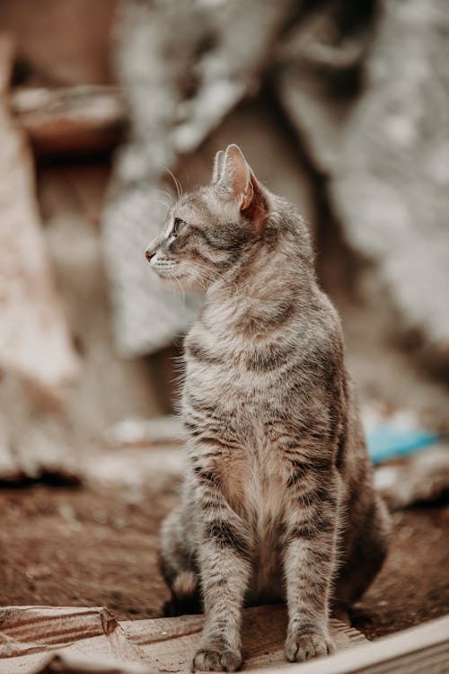 Miễn phí Ảnh lưu trữ miễn phí về ánh sáng đẹp, ánh sáng tự nhiên, bắn dọc Ảnh lưu trữ