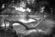 这张单色照片展现了宁静的公园景色，河边有一棵造型独特的弯曲树木
