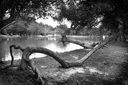 这张单色照片展现了宁静的公园景色，河边有一棵造型独特的弯曲树木