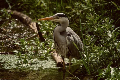 Immagine gratuita di acqua, airone, animale