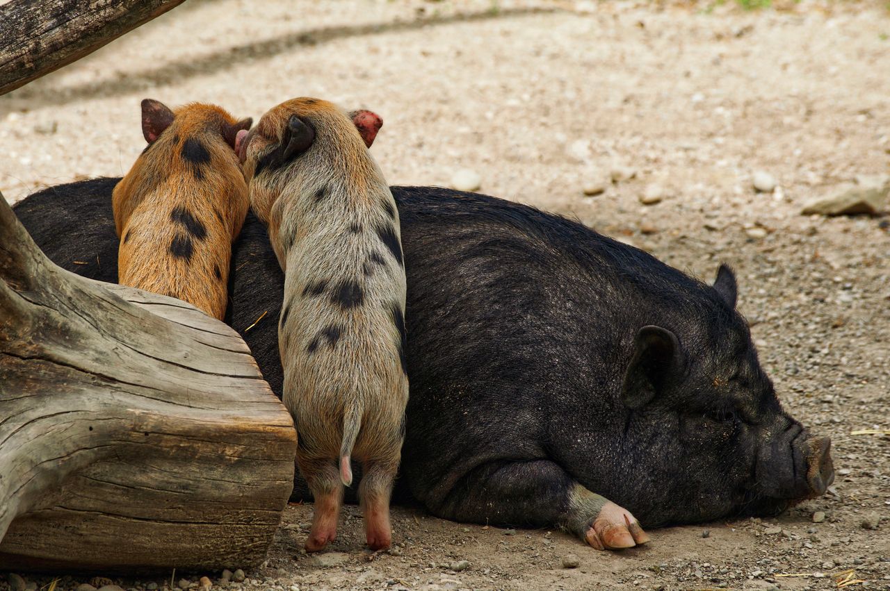 two piglets with their snoozing vietnamese pot bellied mother outdoors