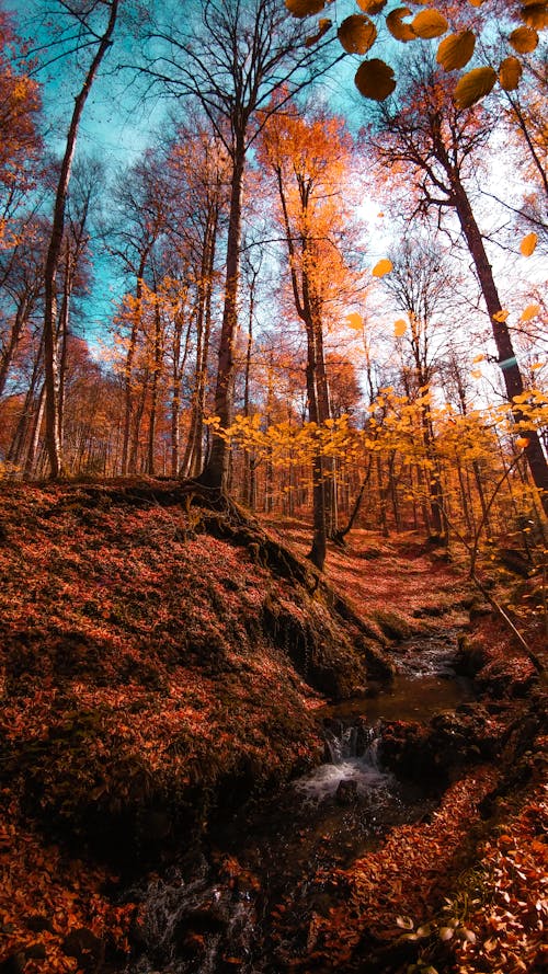 Ilmainen kuvapankkikuva tunnisteilla auringonvalo, kirkas taivas, luonto