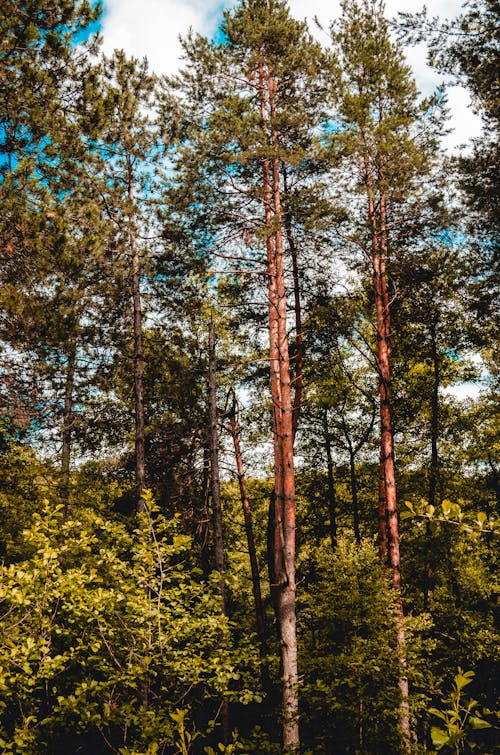 Pine Forest With Tall Trees
