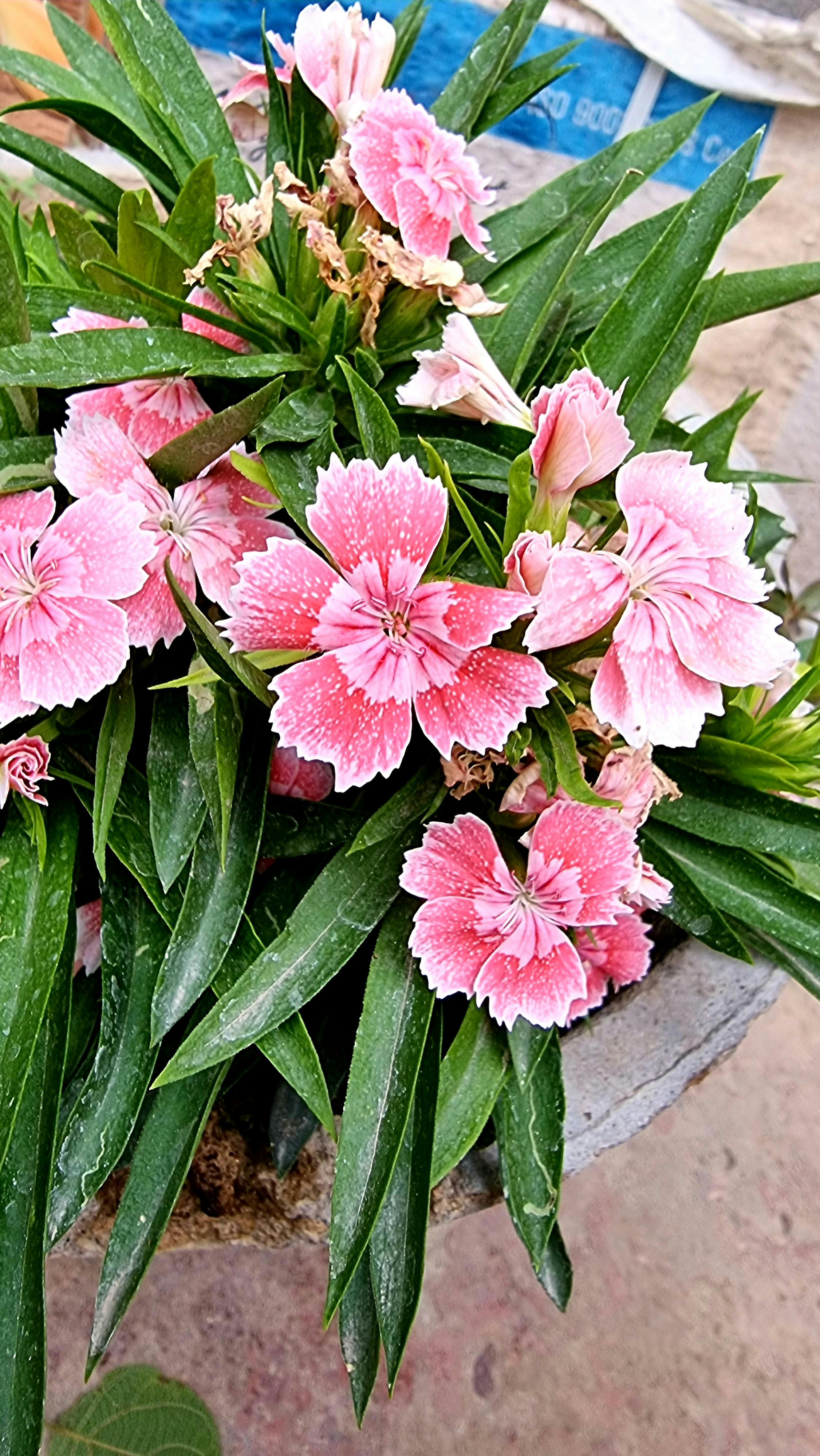 Person holding a smartphone with tools laid out for repair